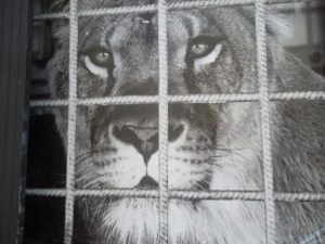 Exposition « Sauvages » à Darwin – Bordeaux