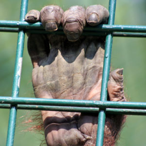 zoo_captivite zoo_captivite