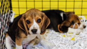 Non, on ne pourra pas vendre son chien à un laboratoire… (en tout cas pas plus qu’avant)