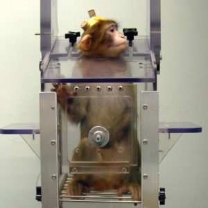 nc3rs_chaise-restriction-primates nc3rs_chaise-restriction-primates