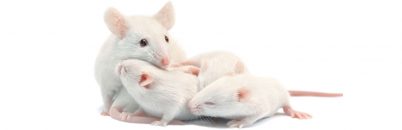 souris souris